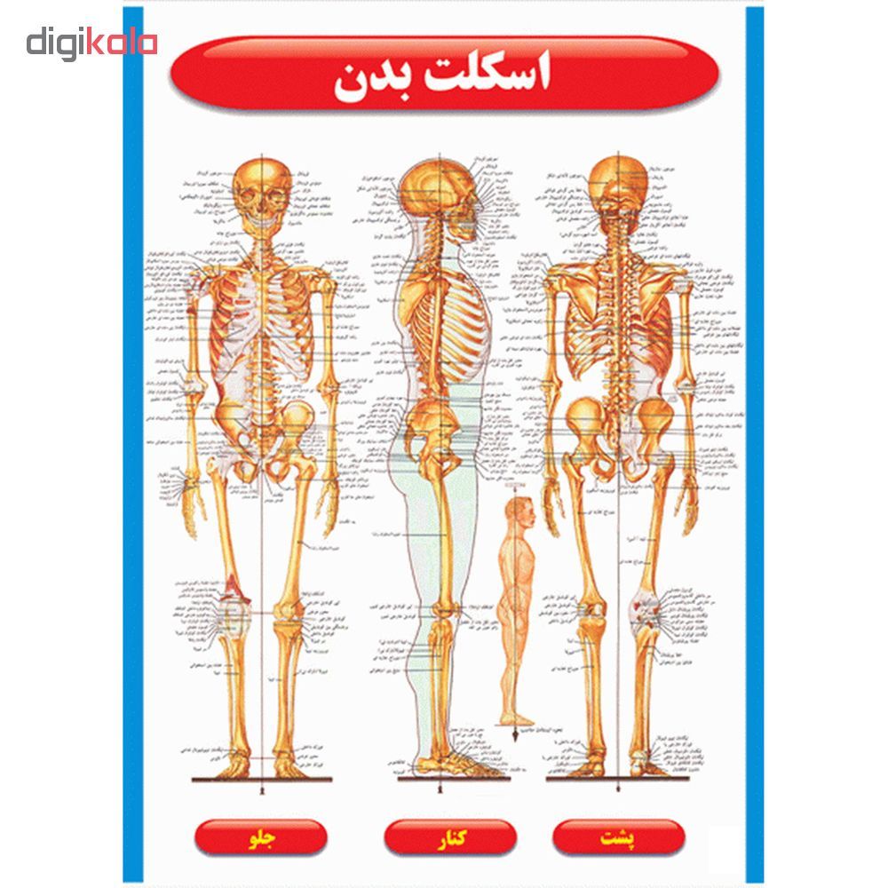 پوستر طرحاطلس آناتومی بدن انسان مجموعه 15 عددی