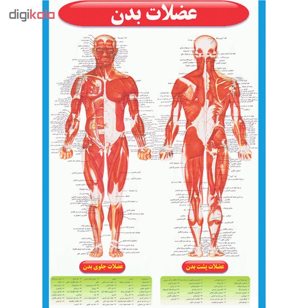 پوستر طرحاطلس آناتومی بدن انسان مجموعه 15 عددی