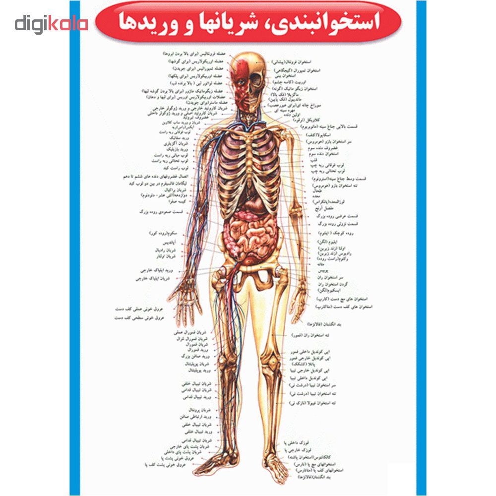 پوستر طرحاطلس آناتومی بدن انسان مجموعه 15 عددی