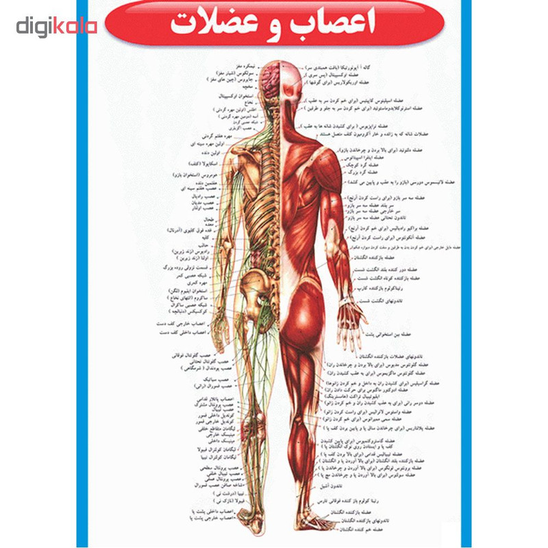 پوستر طرح اطلس آناتومی بدن انسان مجموعه 15 عددی