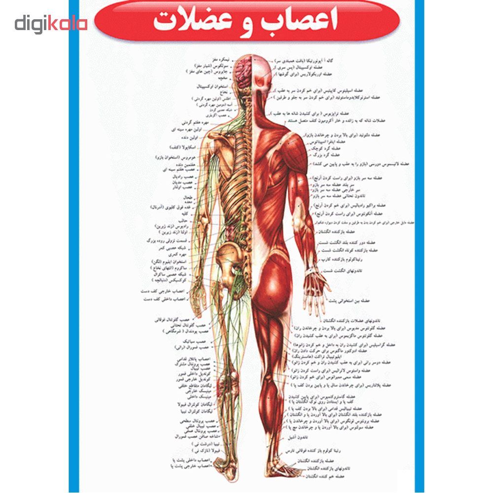 پوستر طرح اطلس آناتومی بدن انسان مجموعه 15 عددی - - 5