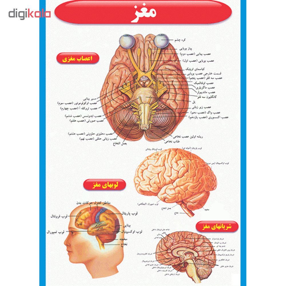 پوستر طرح اطلس آناتومی بدن انسان مجموعه 15 عددی - - 6