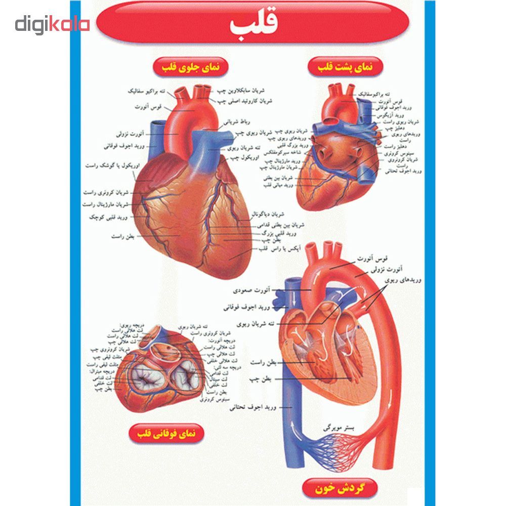 پوستر طرحاطلس آناتومی بدن انسان مجموعه 15 عددی