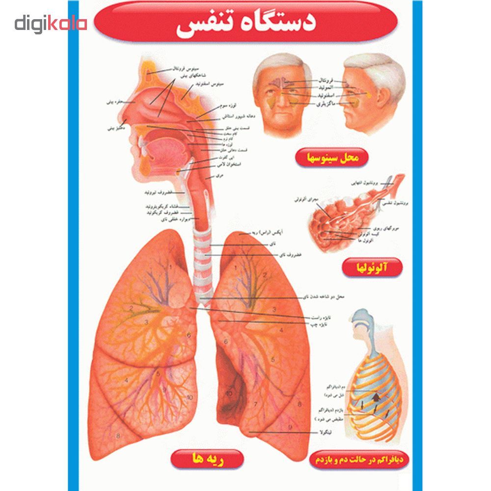 پوستر طرح اطلس آناتومی بدن انسان مجموعه 15 عددی - - 8