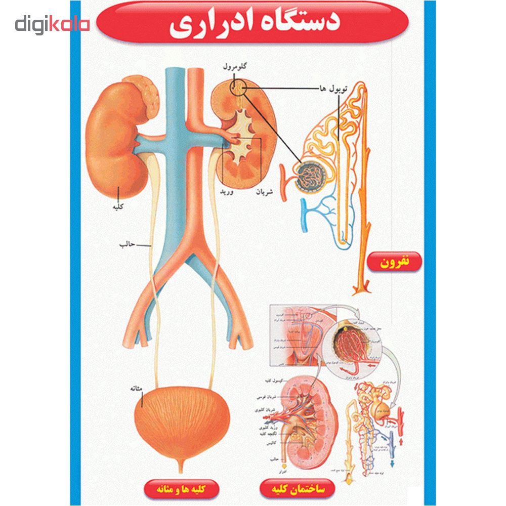 پوستر طرح اطلس آناتومی بدن انسان مجموعه 15 عددی - - 9