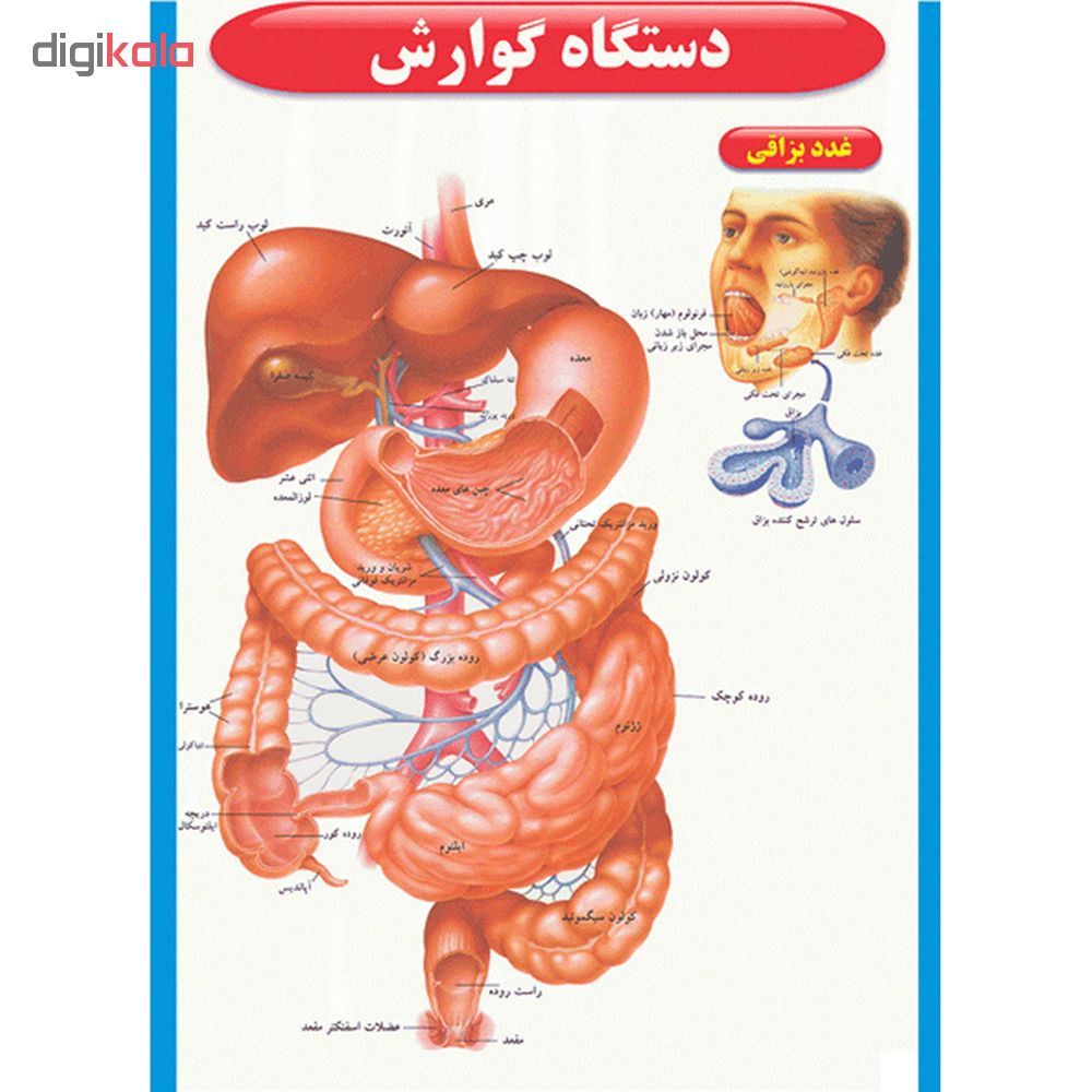 پوستر طرح اطلس آناتومی بدن انسان مجموعه 15 عددی - - 10