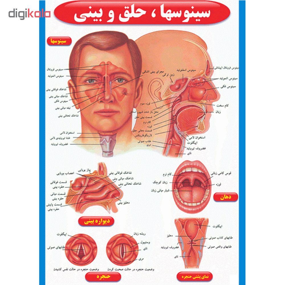 پوستر طرح اطلس آناتومی بدن انسان مجموعه 15 عددی - - 11