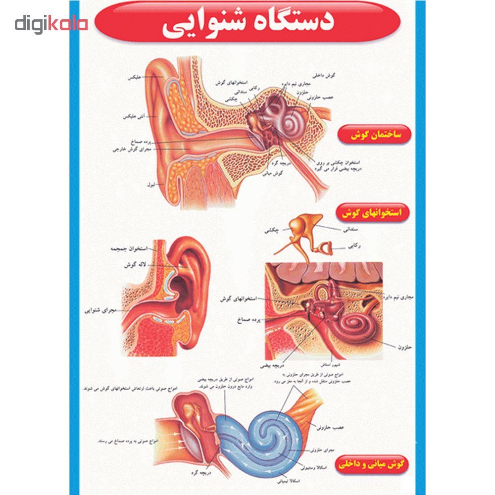 پوستر طرح اطلس آناتومی بدن انسان مجموعه 15 عددی - - 12