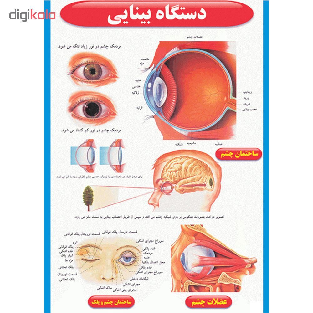 پوستر طرح اطلس آناتومی بدن انسان مجموعه 15 عددی - - 13