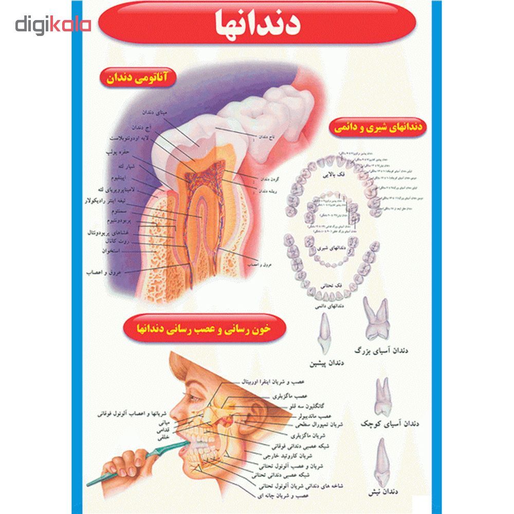 پوستر طرح اطلس آناتومی بدن انسان مجموعه 15 عددی - - 15