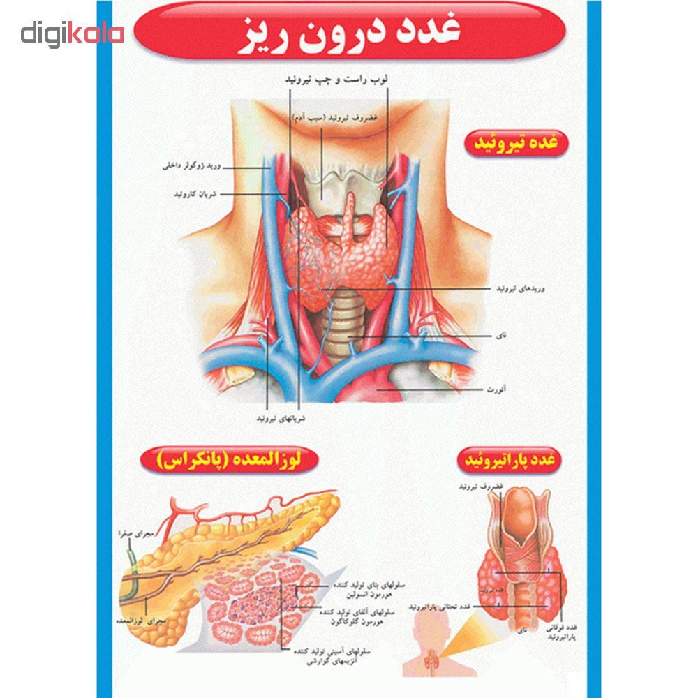 پوستر طرح اطلس آناتومی بدن انسان مجموعه 15 عددی - - 16