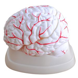 نقد و بررسی بازی آموزشی طرح مولاژ مغز انسان کد 308 توسط خریداران