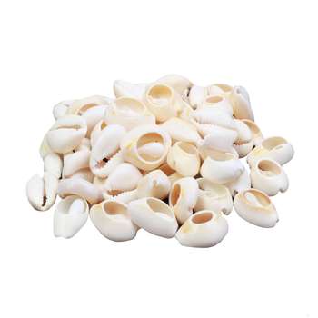 صدف تزیینی کد 5431 وزن 100گرم