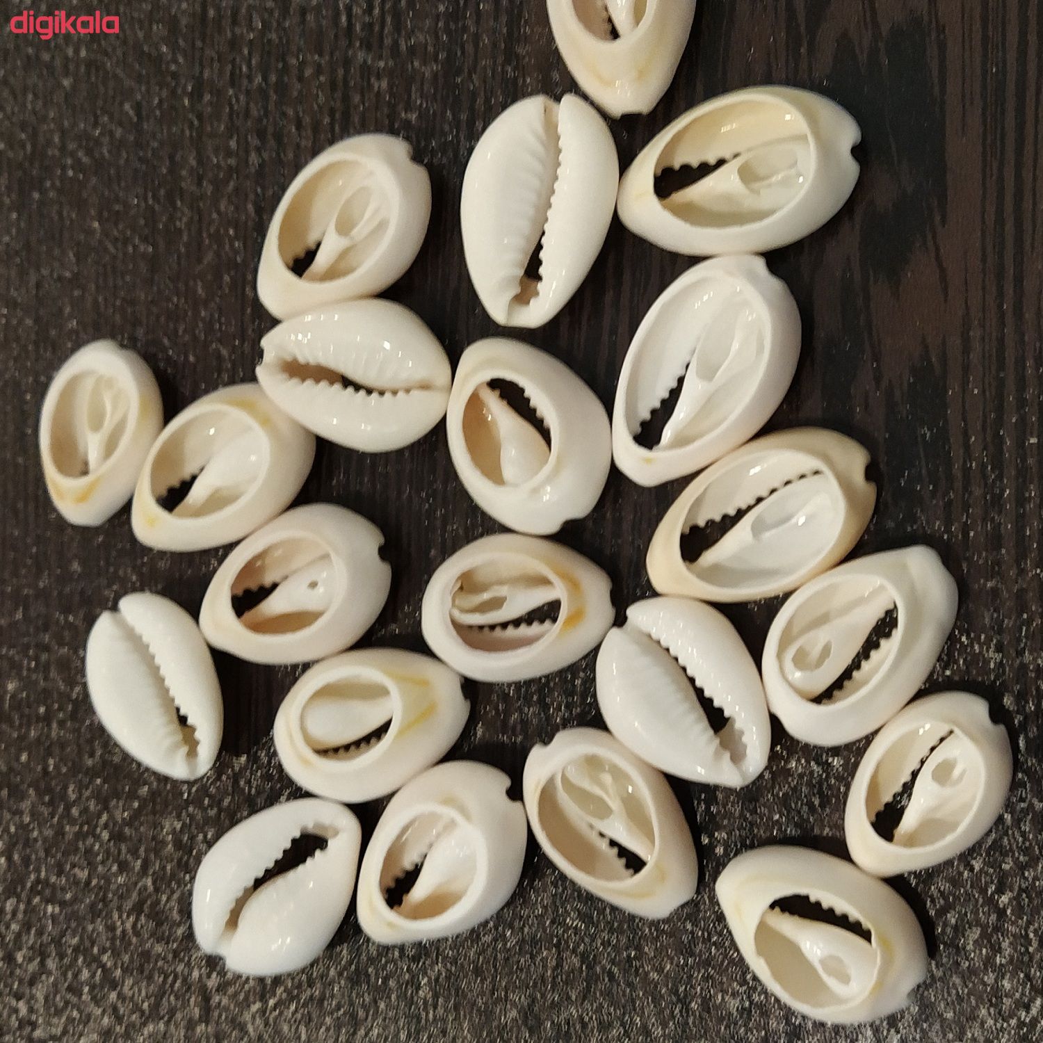صدف تزیینی کد 5431 وزن 100گرم main 1 1