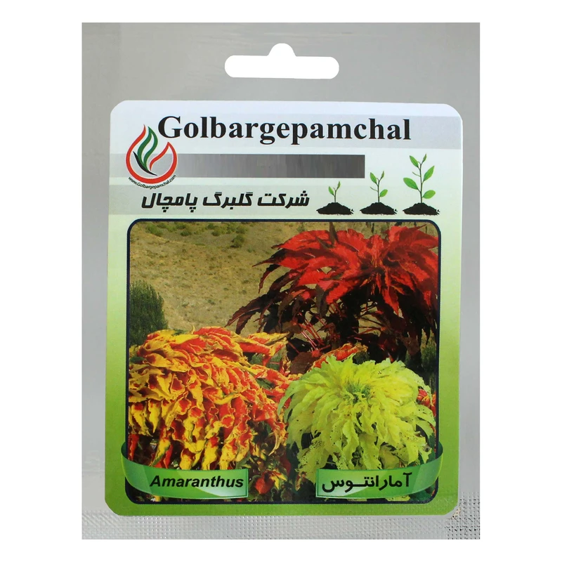بذر گل آمارانتوس گلبرگ پامچال کد GPF-010