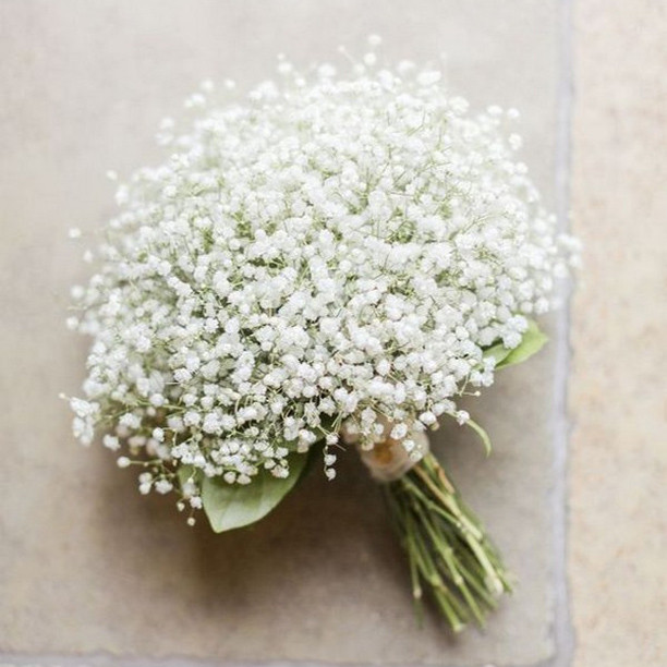مشخصات، قیمت و خرید بذر گل عروس سفید رویال مدل BZR-121 | دیجی‌کالا