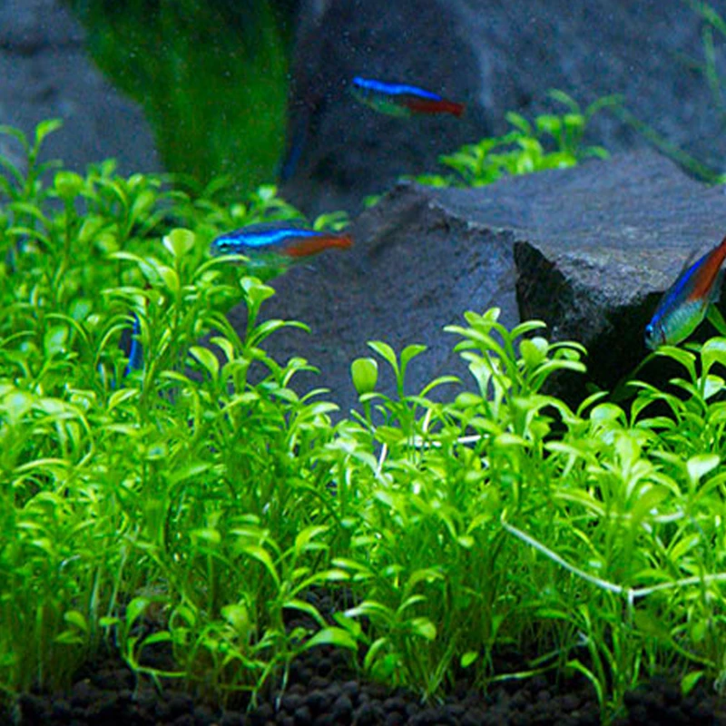 عکس شماره 3 : بذر چمن اکواریوم مدل aq200 به همراه کود