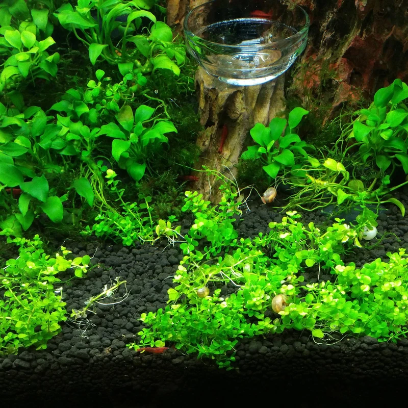 عکس شماره 4 : بذر چمن اکواریوم مدل aq200 به همراه کود