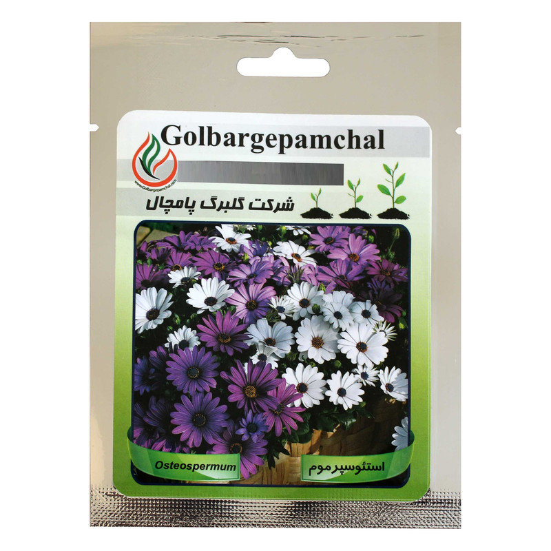 بذر گل استئوسپرموم گلبرگ پامچال کد GPF-013