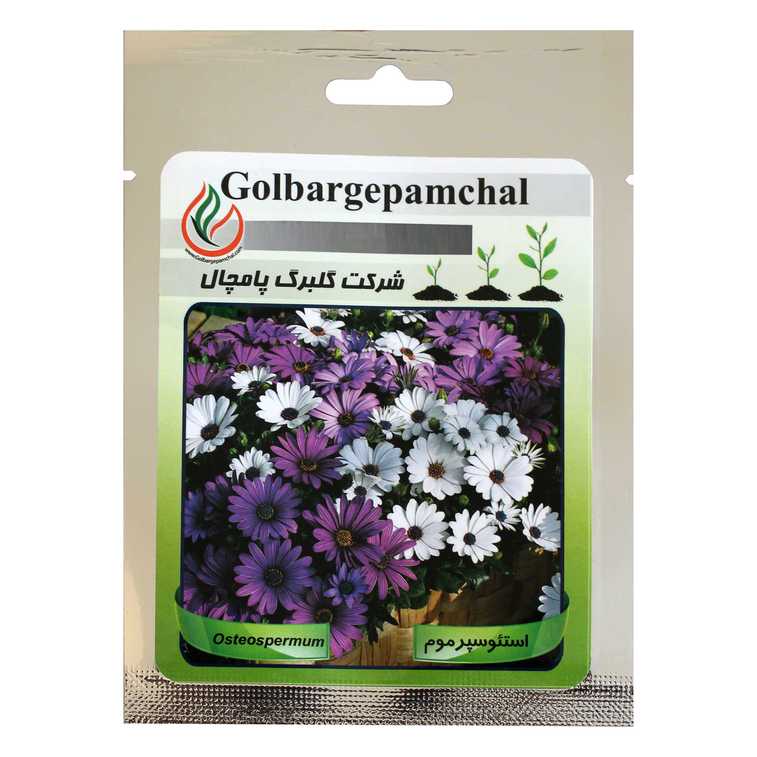 بذر گل استئوسپرموم گلبرگ پامچال کد GPF-013