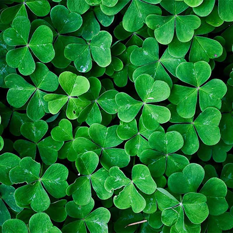 بذر شبدر ایرانی زر بذر ایرانیان کد 64-GH100g