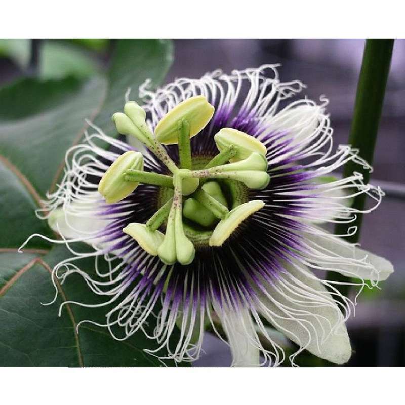 بذر میوه پشن فروت ارغوانی مدل GL15