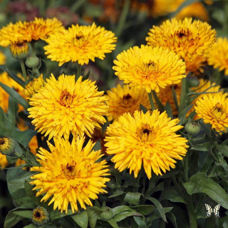 بذر گل همیشه بهار پا کوتاه زرد وانیا سید مدل O224