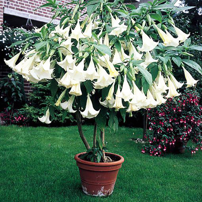 بذر گل داتوره پابلند سفید وانیا سید مدل O100