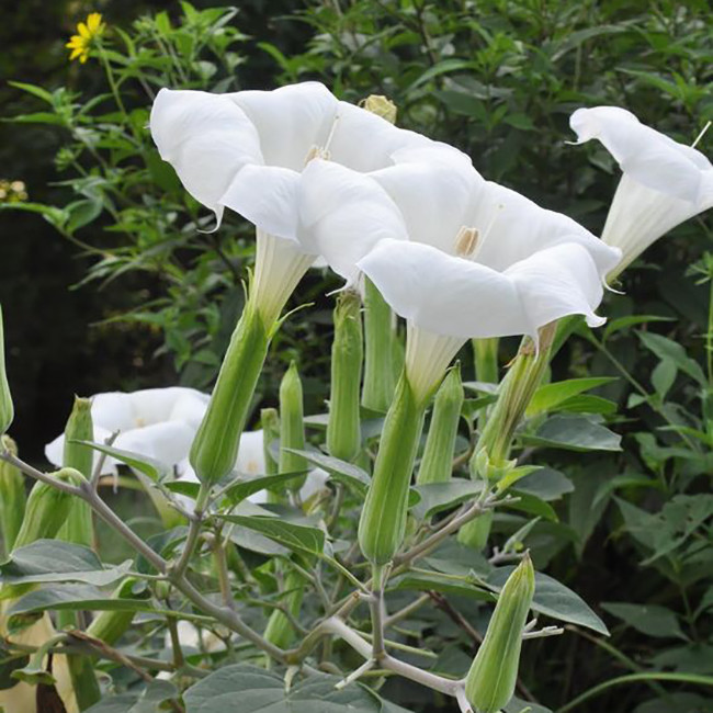 بذر گل داتوره پابلند سفید وانیا سید مدل O100