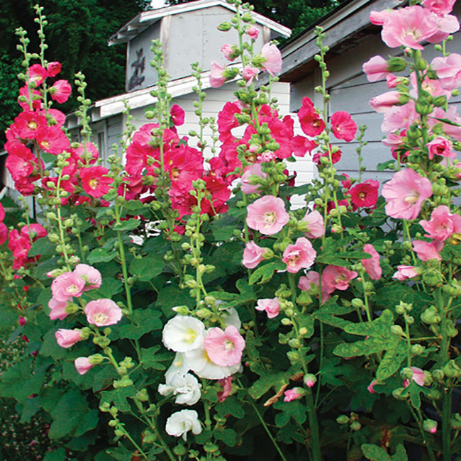 بذر گل ختمی پابلند الوان وانیا سید مدل O92 بذر گل ختمی پابلند الوان وانیا سید مدل O92