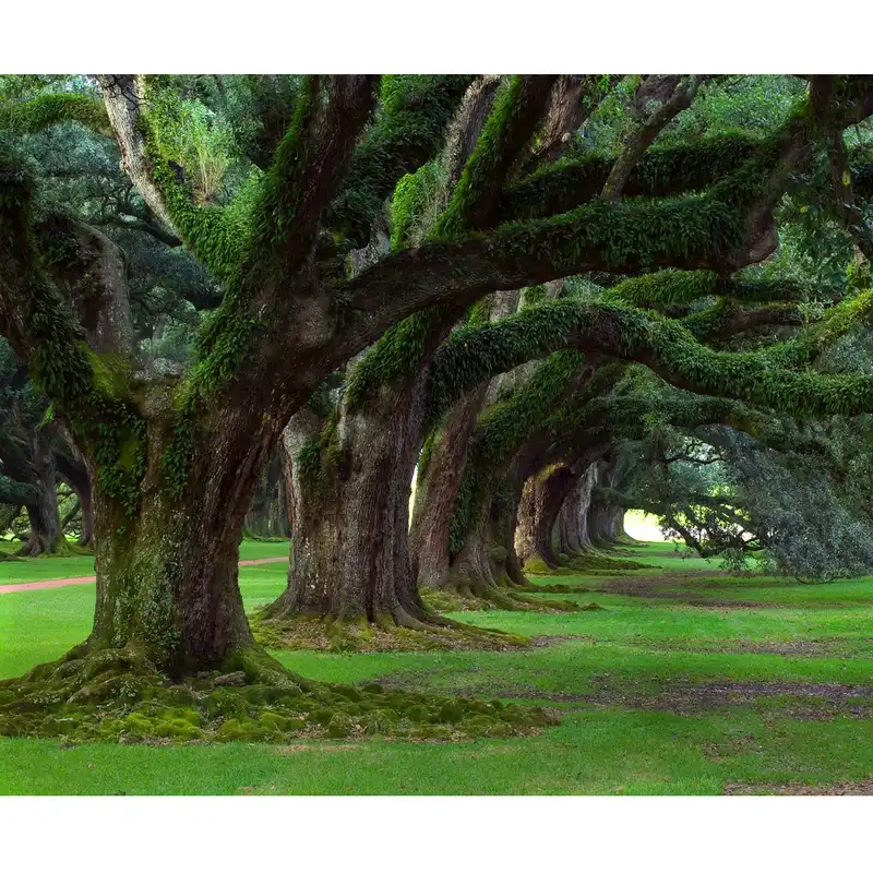 پوستر دیواری طرح درخت کد Best Nature 667