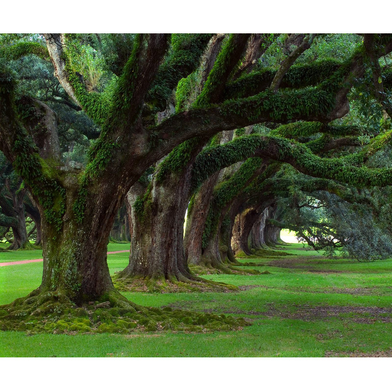 پوستر دیواری طرح درخت کد Best Nature 667
