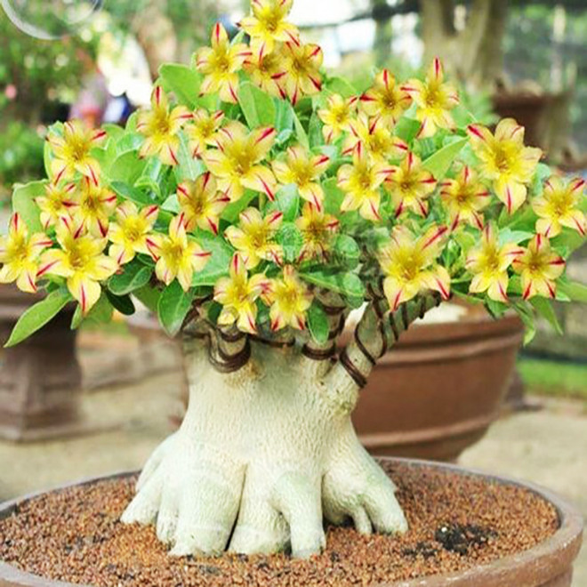 بذر بنسای آدنیوم وانیا سید مدل V02 مجموعه 3 عددی