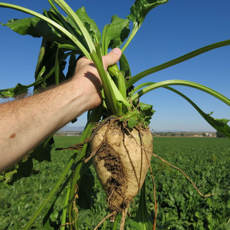 بذر چغندر قند گرین سید مدل BZG05