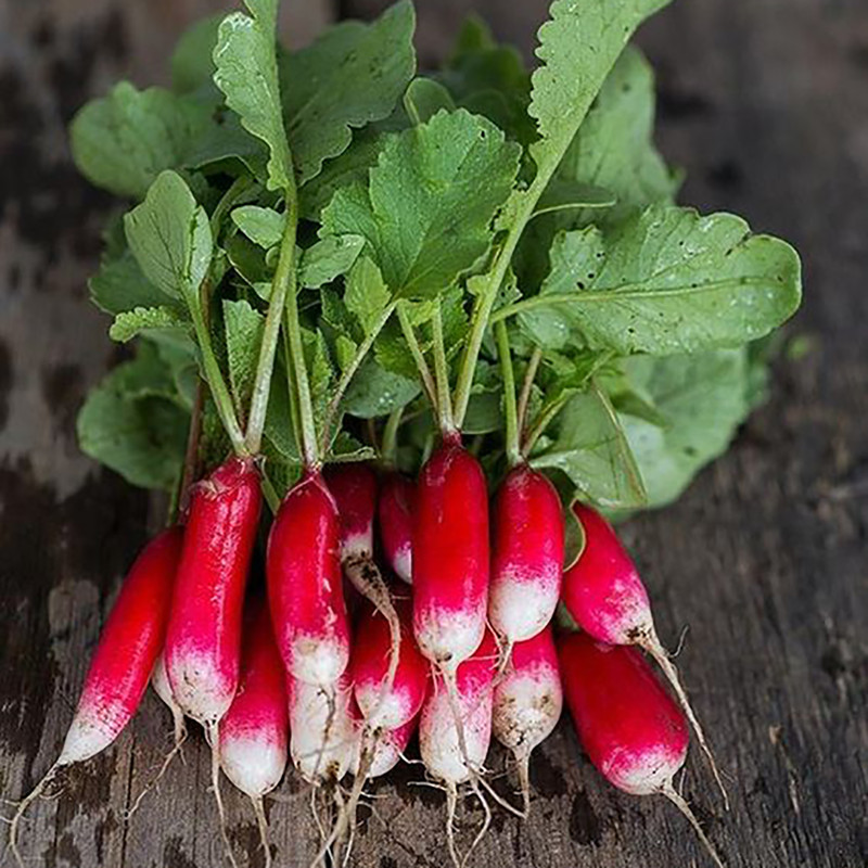 بذر ترب قرمز کشیده گرین سید مدل BZG06