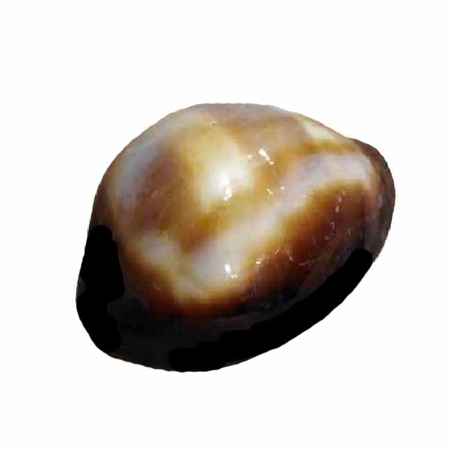 صدف تزئینی مدل RX111