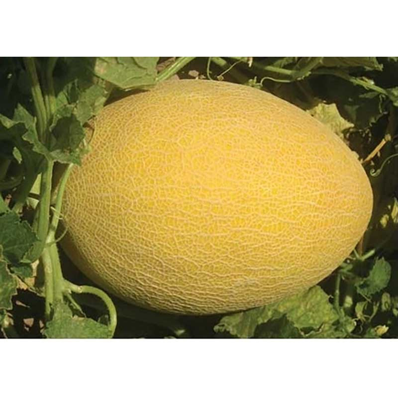 بذر خربزه زرد ایوانکی زر بذر ایرانیان کد ZBP-45