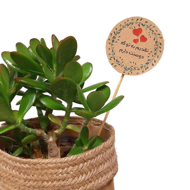 گیاه طبیعی کراسولا آربرسینز کد P.A.05 گیاه طبیعی کراسولا آربرسینز کد P.A.05