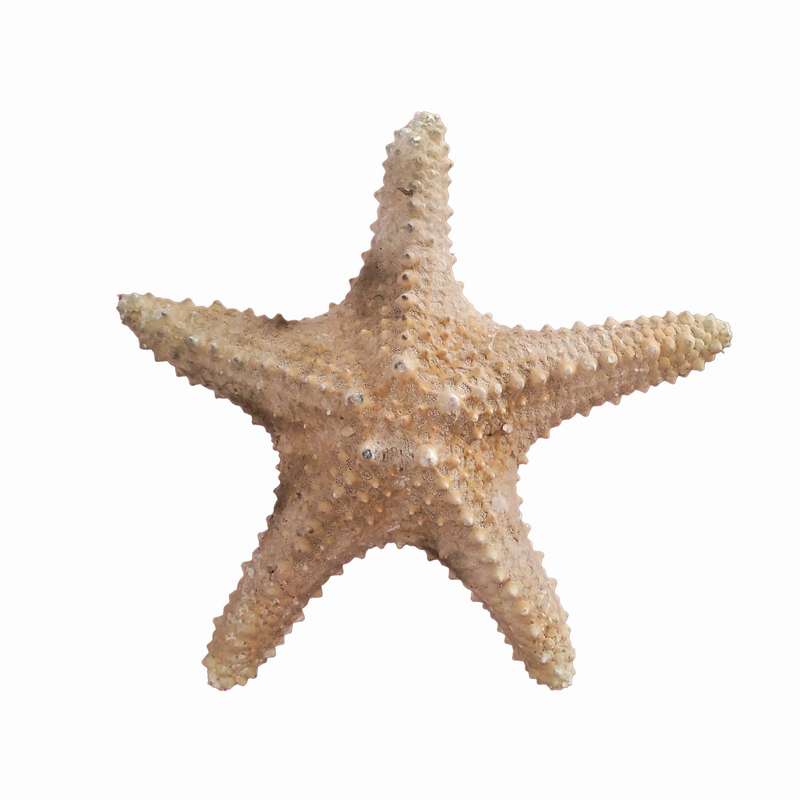 ستاره دریایی تزیینی مدل v8