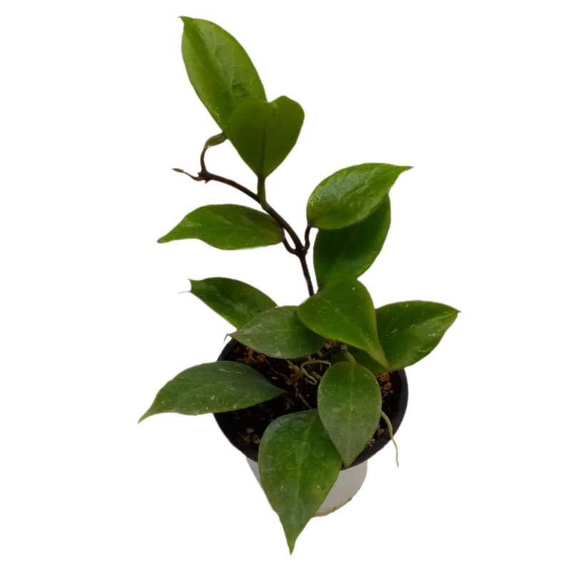 گیاه طبیعی هویا مدل سانرایز