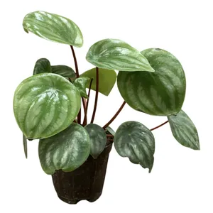 گیاه طبیعی پپرومیا مدل هندوانه ای کد 432PEPH