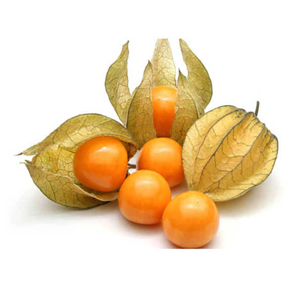 بذر فیسالیس زر بذر ایرانیان کد ZBP-47 بذر فیسالیس زر بذر ایرانیان کد ZBP-47