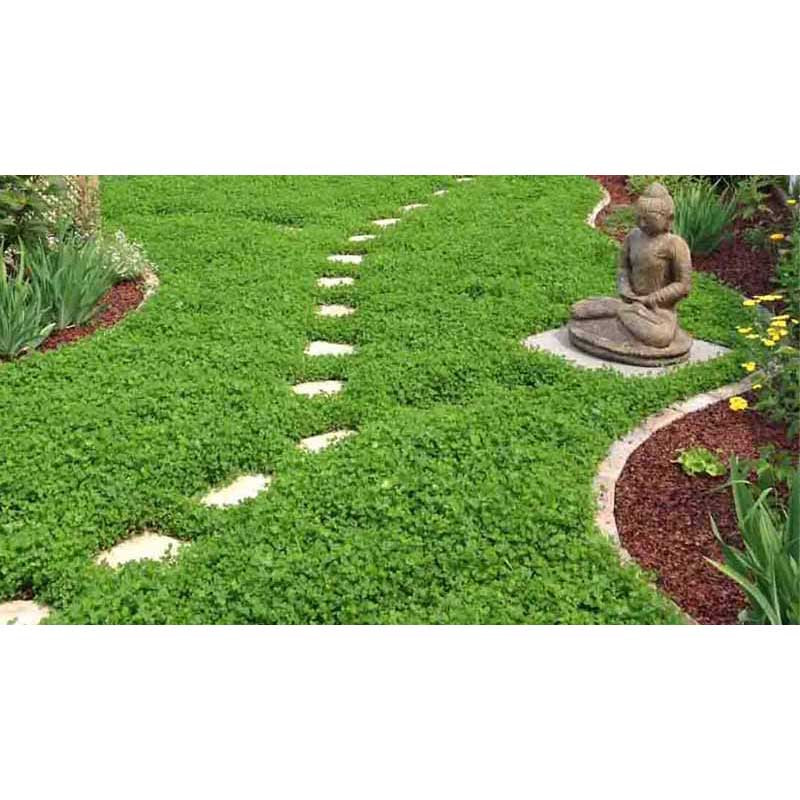 بذر شبدر زینتی زر بذر ایرانیان مدل دایکوندرا کد ZBP-48