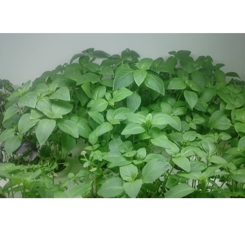 سیستم کشت طبقاتی مدل WL3