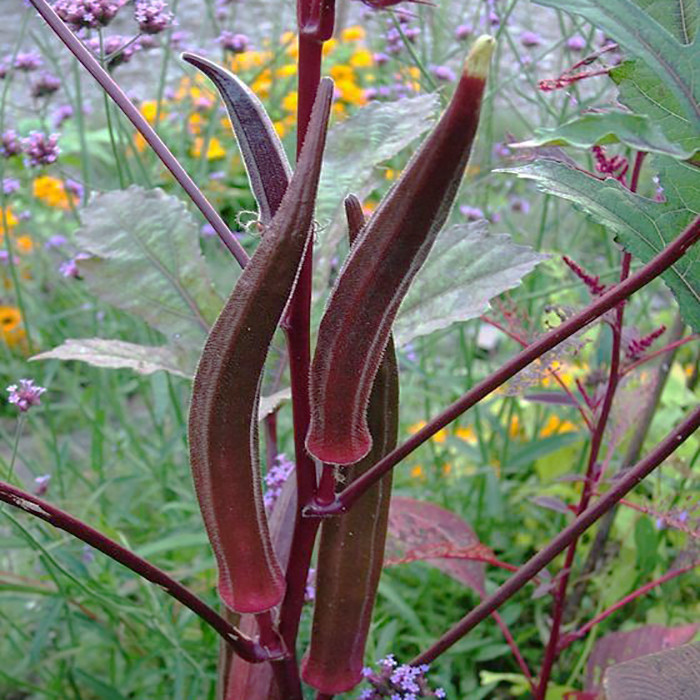 بذر بامیه قرمز وانیا سید مدل I47