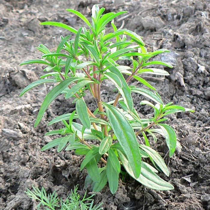 بذر مرزه برگ پهن وانیا سید مدل S15