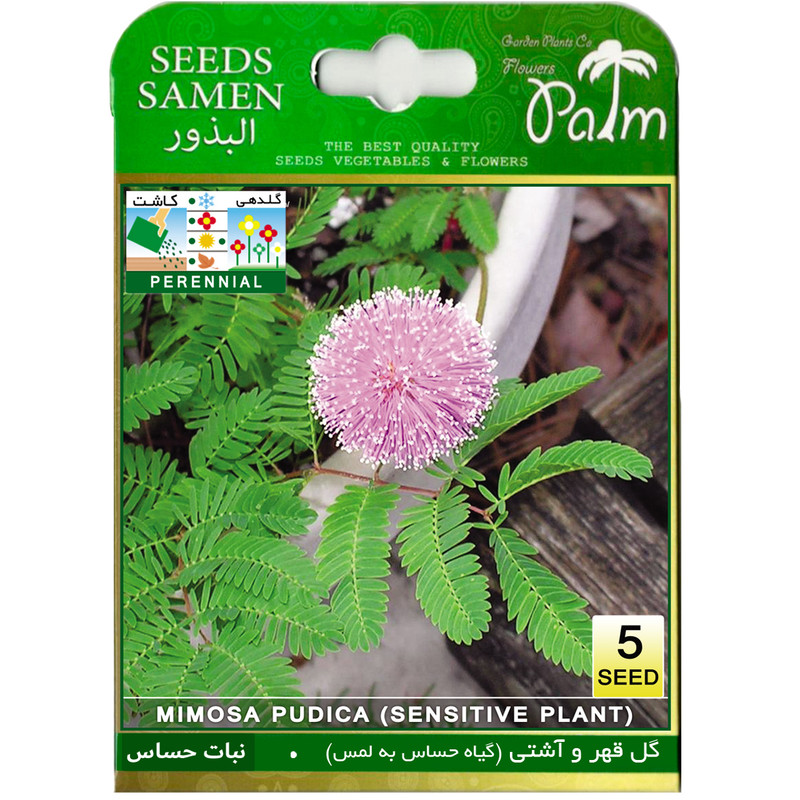 بذر گل قهر و آشتی پالم کد 5