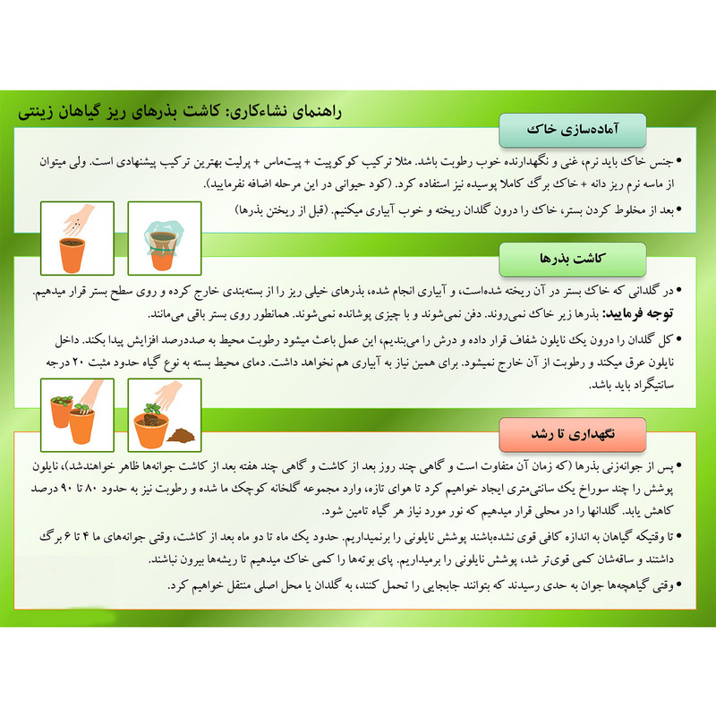 بذر گل قهر و آشتی پالم کد 5