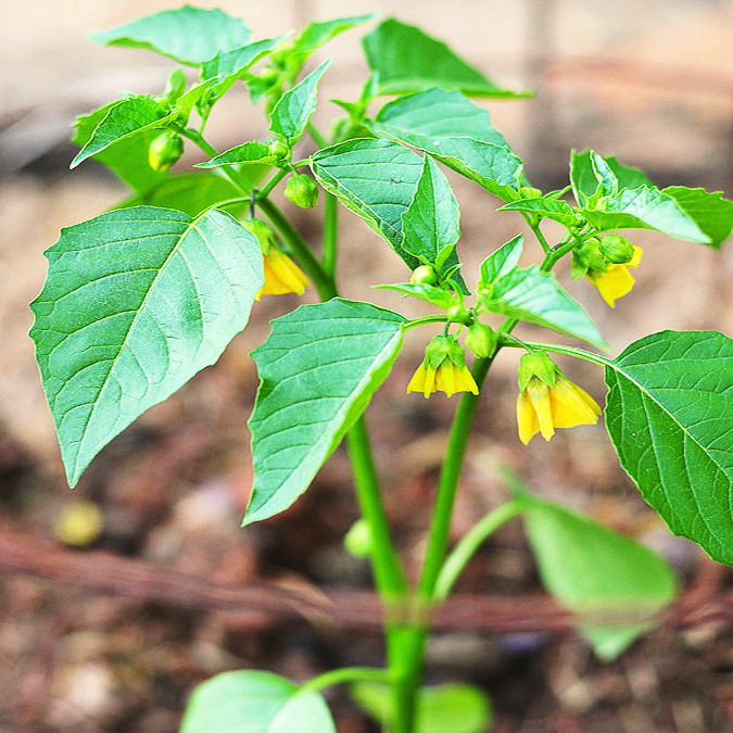 بذر فیسالیس سبز وانیا سید مدل H23 بذر فیسالیس سبز وانیا سید مدل H23