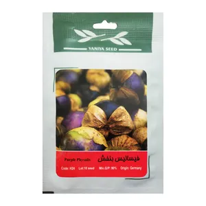  بذر فیسالیس بنفش وانیا سید مدل H24